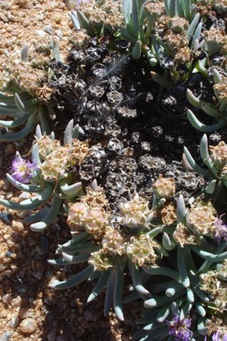Ebracteola fulleri plenty of fruit